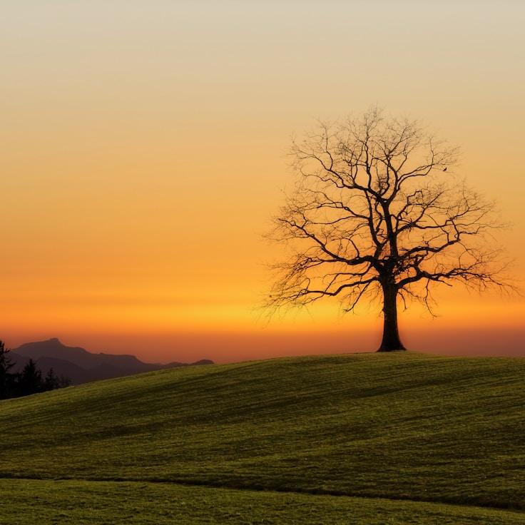 Alpine wilderness landscape
